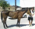 Κουφάλια Θεσσαλονίκης: Αδέσποτο σκελετωμένο άλογο